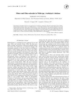 Fibres and Fibre-sclereids in Wild-type Arabidopsis - Plant-o