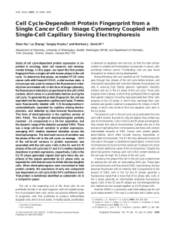 Cell Cycle-Dependent Protein Fingerprint from a Single Cancer Cell