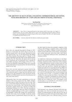 323 the identity of betta rubra (teleostei: osphronemidae) revisited
