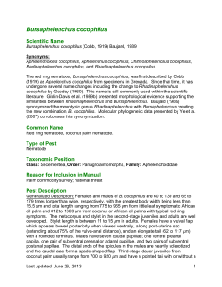 Bursaphelenchus cocophilus - Center for Invasive Species Research