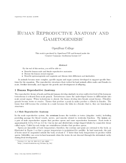 Human Reproductive Anatomy and Gametogenesis