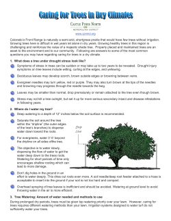 Learn more about caring for your trees in Castle Pines North.