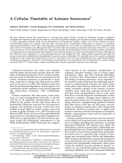 A Cellular Timetable of Autumn Senescence