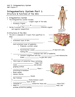 Integumentary System Part 1 Fill