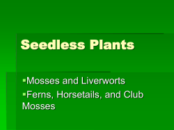 Seedless Plants - Stjosephcs.org