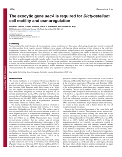 The exocytic gene secA is required for Dictyostelium cell motility and