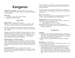 Kangaroo - Rolling Hills Zoo