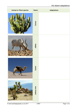Hot desert adaptations
