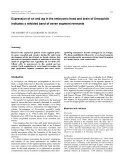 Expression of en and wg in the embryonic head and