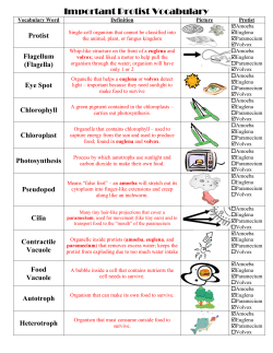 protists vocabulary, answers