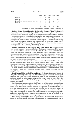 The Western Willet on the Niagara River