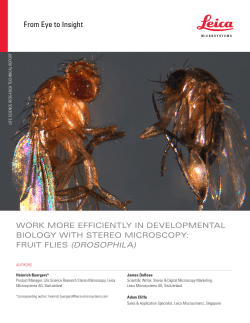(Drosophila) EN - Leica Microsystems