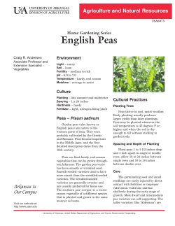 English Peas
