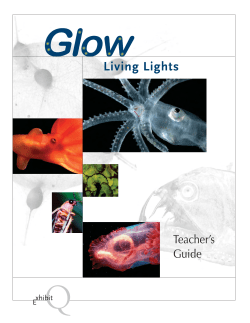 Glow: Living Lights - San Diego Natural History Museum