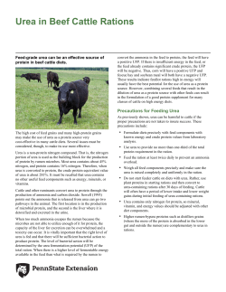 Urea in Beef Cattle Rations