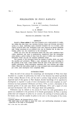 pollination in pinus radiata