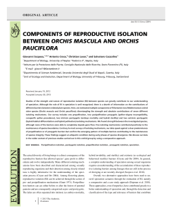 components of reproductive isolation between orchis mascula and