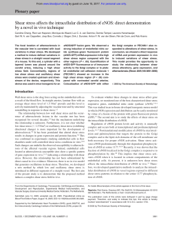 Shear stress affects the intracellular distribution of