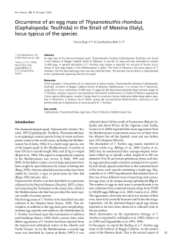 Occurrence of an egg mass of Thysanoteuthis rhombus