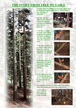 THE STORY FROM TREE TO TABLE