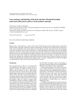 Gross anatomy and histology of the hook and skin of forehead