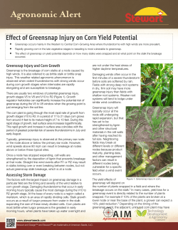 Effect of Greensnap Injury on Corn Yield Potential