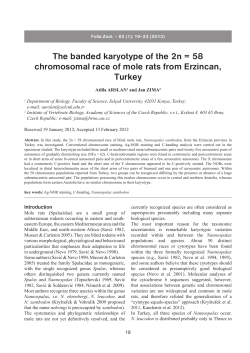 The banded karyotype of the 2n = 58 chromosomal race of mole rats