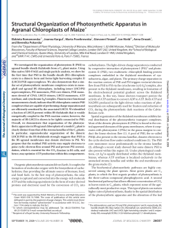 Structural Organization of Photosynthetic Apparatus in Agranal