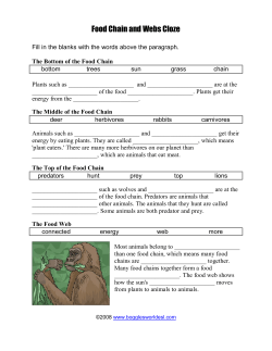 Food Chain and Webs Cloze - Easy Peasy All-in