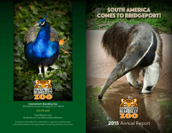 South America Comes to Bridgeport!