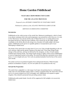 home garden fiddlehead (fern)