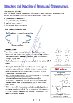 Composition of DNA: DNA (deoxyribonucleic acid) Nitrogen Bases