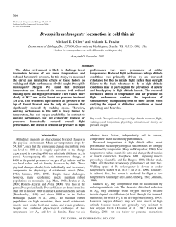 Drosophila melanogaster locomotion in cold thin air