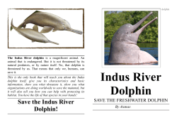 Indus River Dolphin