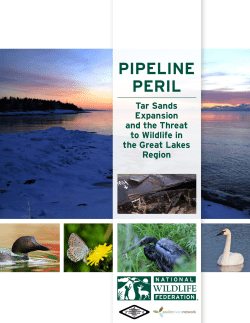 Pipeline Peril: Tar Sands Expansion and the Threat to Wildlife