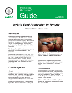 Hybrid Seed Production in Tomato