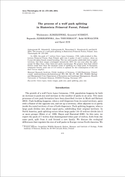 The process of a wolf pack splitting in Białowieża Primeval Forest