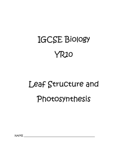 IGCSE Biology YR10 Leaf Structure and Photosynthesis