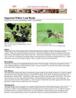 Imported Willow Leaf Beetle - Insect Diagnostic Laboratory