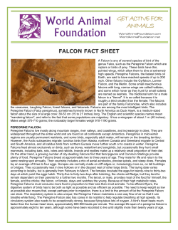 falcon fact sheet - World Animal Foundation