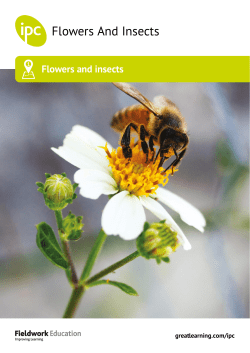 Flowers And Insects - West Denton Primary School