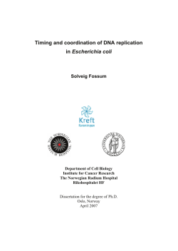 Timing and coordination of DNA replication in Escherichia coli