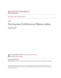 Fine structure of cell division in Psilotum nudum