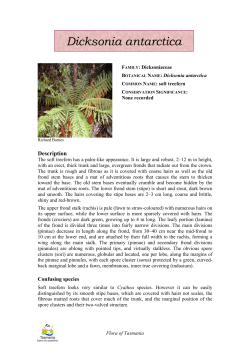 Dicksonia antarctica - Department of Primary Industries, Parks