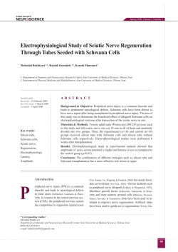 Electrophysiological Study of Sciatic Nerve Regeneration Through