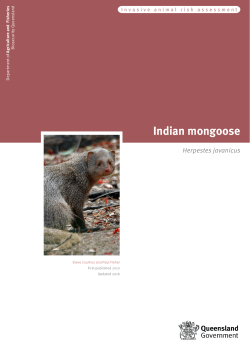 Indian mongoose (Herpestes javanicus)