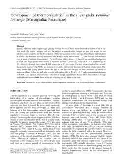 Development of thermoregulation in the sugar glider Petaurus
