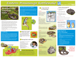 Eco Indicators What Should I Do if I See a Massasauga? Toxic