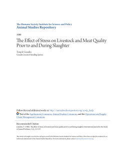 The Effect of Stress on Livestock and Meat Quality Prior to and