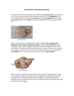 Bio 40B lab #2 Sheep Brain Dissection 1) Set the